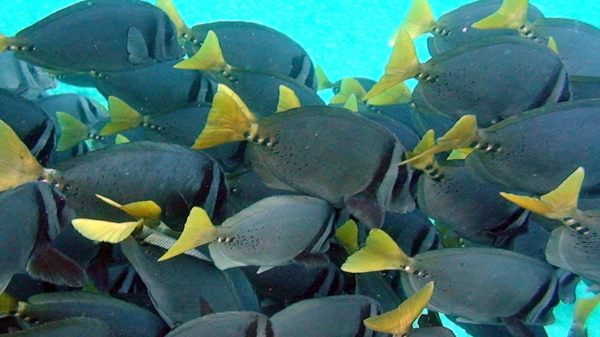 wp-content/uploads/itineraries/Galapagos/032410galapagos_jamescove_underwater_fish (13).JPG